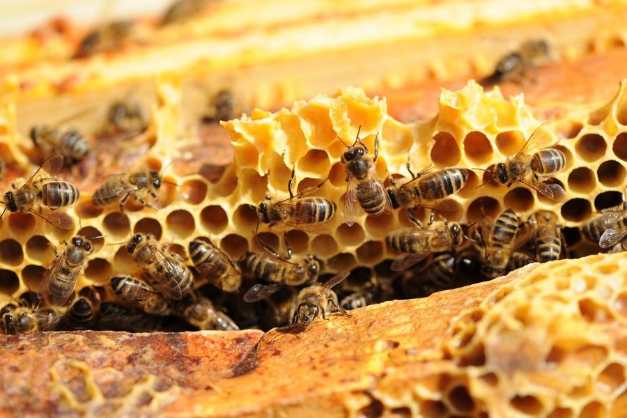 UN TOIT POUR LES ABEILLES : parrainer une ruche pour préserver les